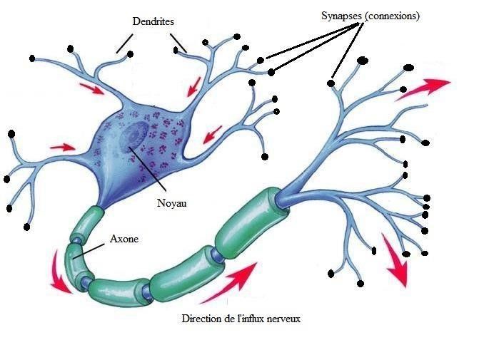 Sch&eacute;ma d'un neurone